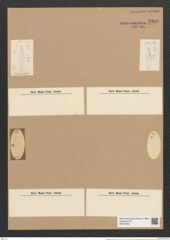 Plagiogramma stipitatum Grun. (de-Toni-Nr.: Genus 83, Species 2908) Zeichnungen Sammlung Grunow Nr. 5900 (NHMW-BOT-W0374356)